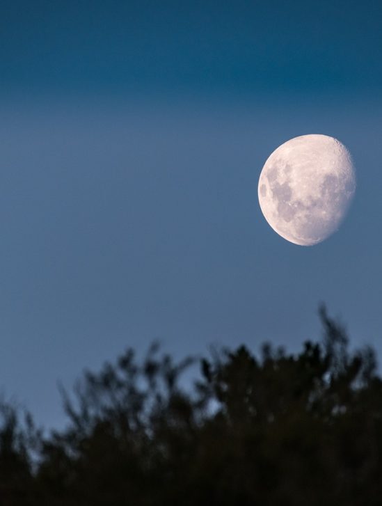 projet arche lunaire sauvegarde espèces
