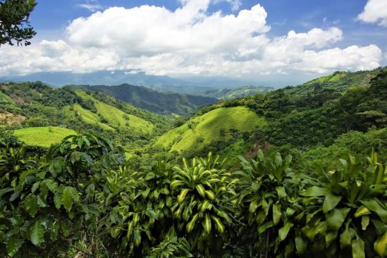 pulpe cafe permet reforestation rapide anciennes terres agricoles
