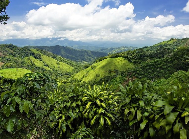 pulpe cafe permet reforestation rapide anciennes terres agricoles