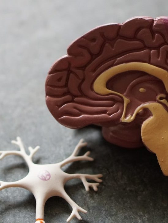 taille cerveau humain