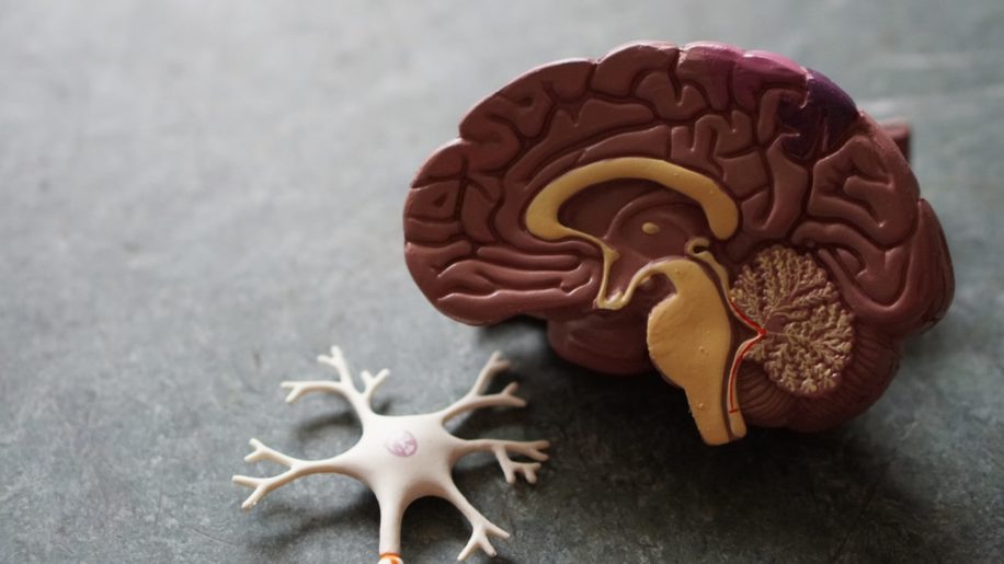 taille cerveau humain