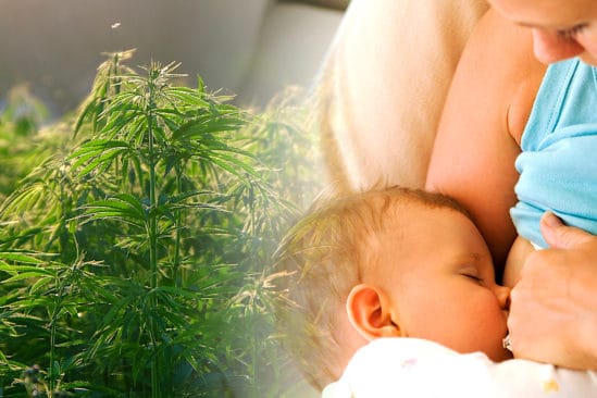 thc persisterait lait maternel six semaines