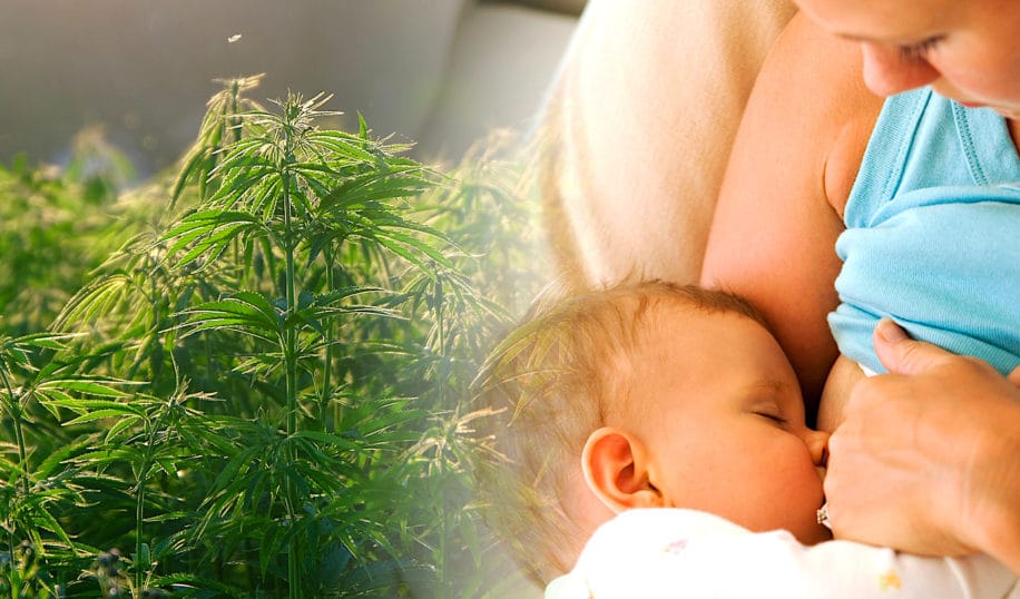 thc persisterait lait maternel six semaines