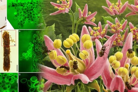 chercheurs decouvrent dernier repas pollinisateur cretace