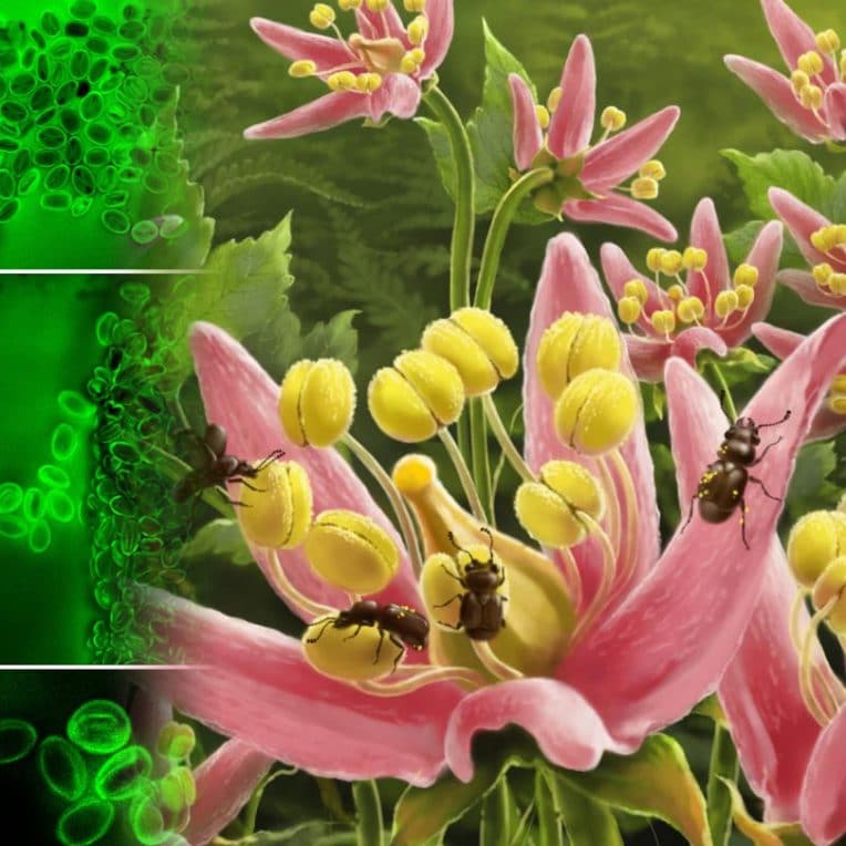 chercheurs decouvrent dernier repas pollinisateur cretace