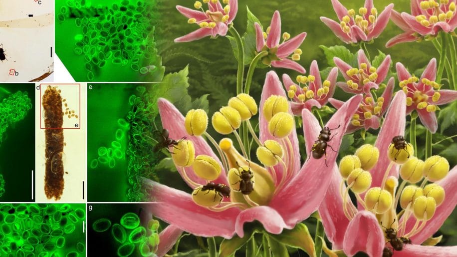 chercheurs decouvrent dernier repas pollinisateur cretace