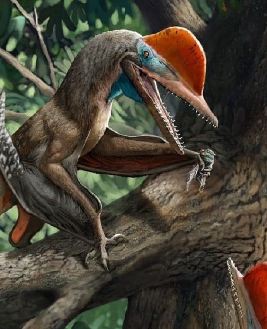 decouverte pterosaure jurassique dote pouces opposables