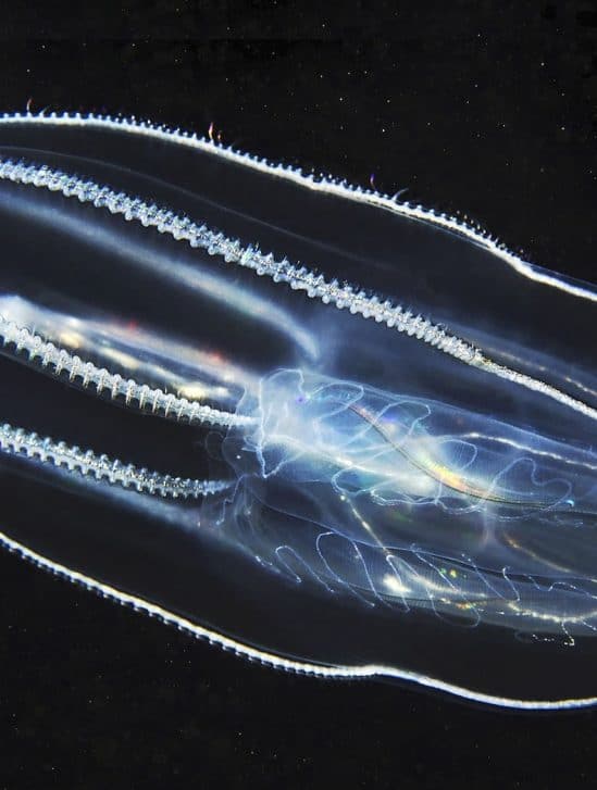 neurones uniques ctenophore seclairent evolution cerveau animaux