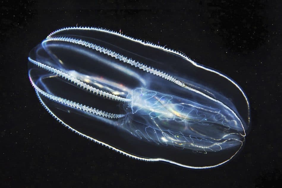 neurones uniques ctenophore seclairent evolution cerveau animaux