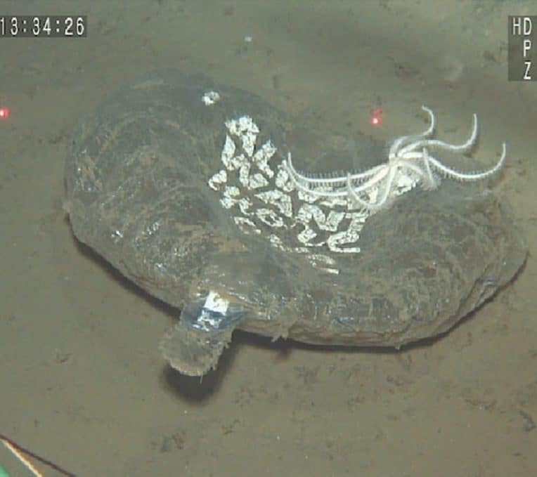 plastiques usage unique recouvrent majoritairement fond ocean pacifique nord