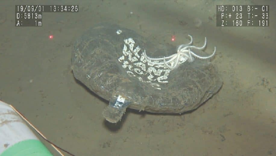 plastiques usage unique recouvrent majoritairement fond ocean pacifique nord