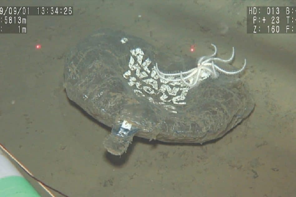 plastiques usage unique recouvrent majoritairement fond ocean pacifique nord