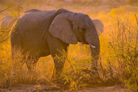 presume braconnier pietine a mort par-elephants