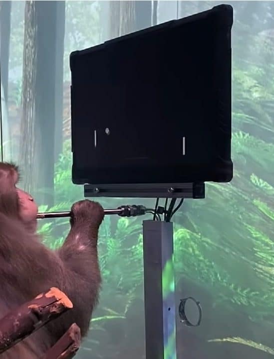 video neuralink montre singe jouant pong via esprit