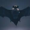 chauves souris connaitraient vitesse son des naissance