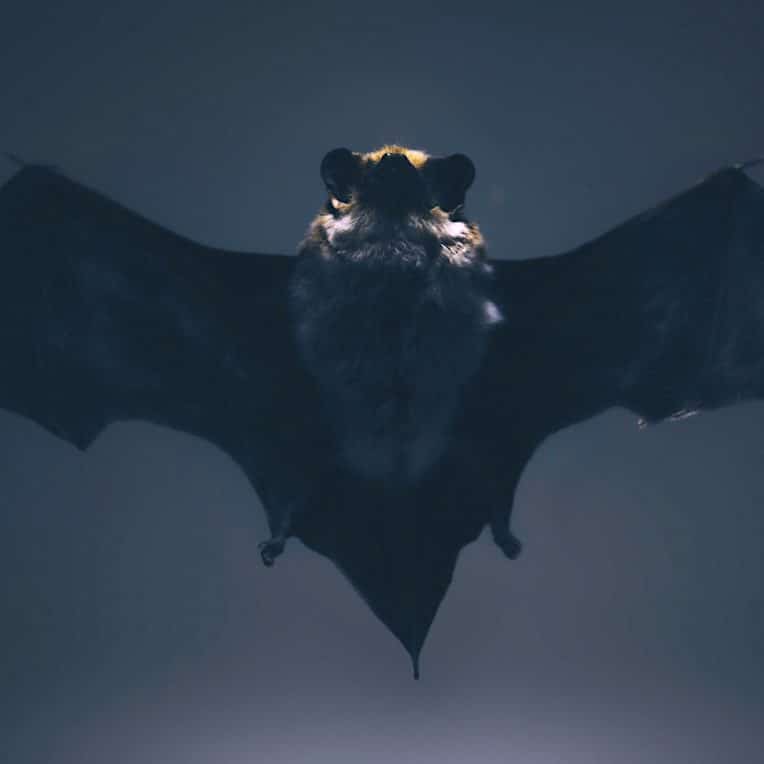 chauves souris connaitraient vitesse son des naissance