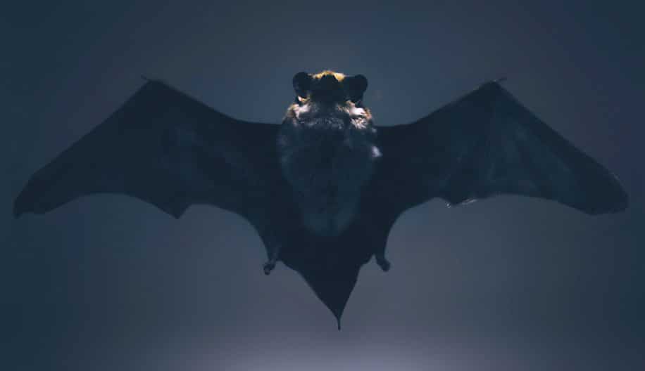 chauves souris connaitraient vitesse son des naissance