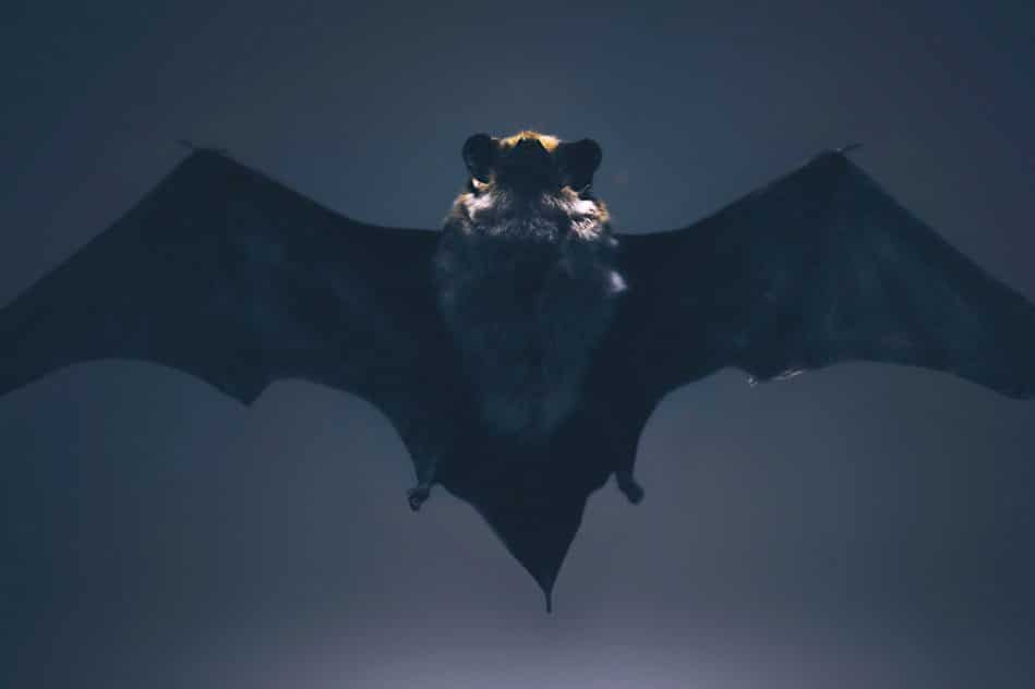chauves souris connaitraient vitesse son des naissance