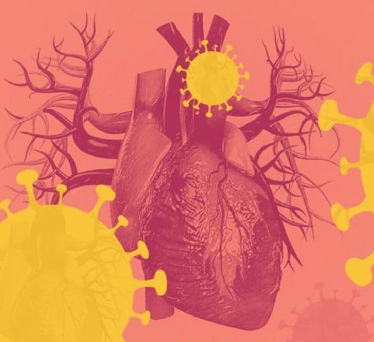 covid jeunes adultes maladie endommage durabelment systeme cardiovasculaire