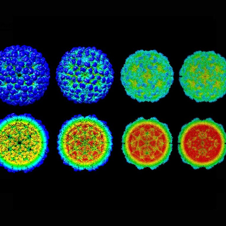 cycle infection virale revele detail dynamique