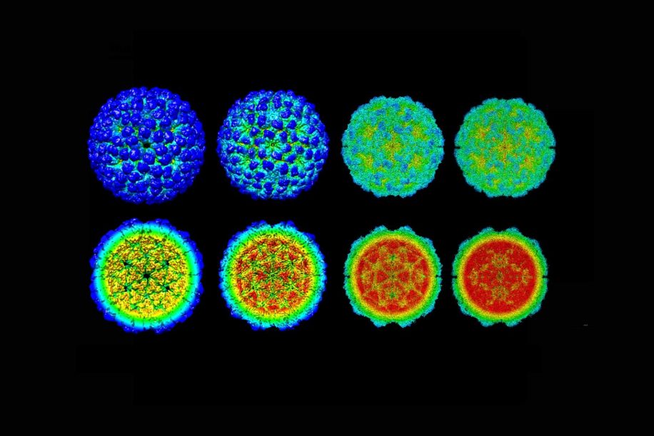 cycle infection virale revele detail dynamique