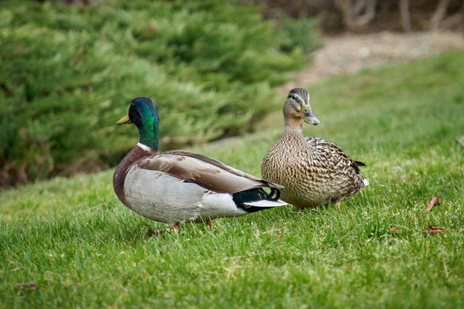 épidémie grippe aviaire H5N8