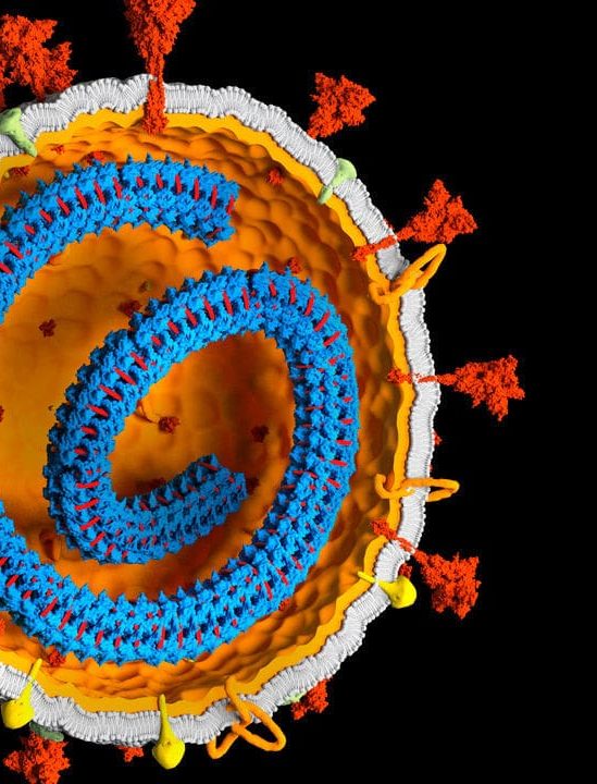 intégration gènes coronavirus ADN humain