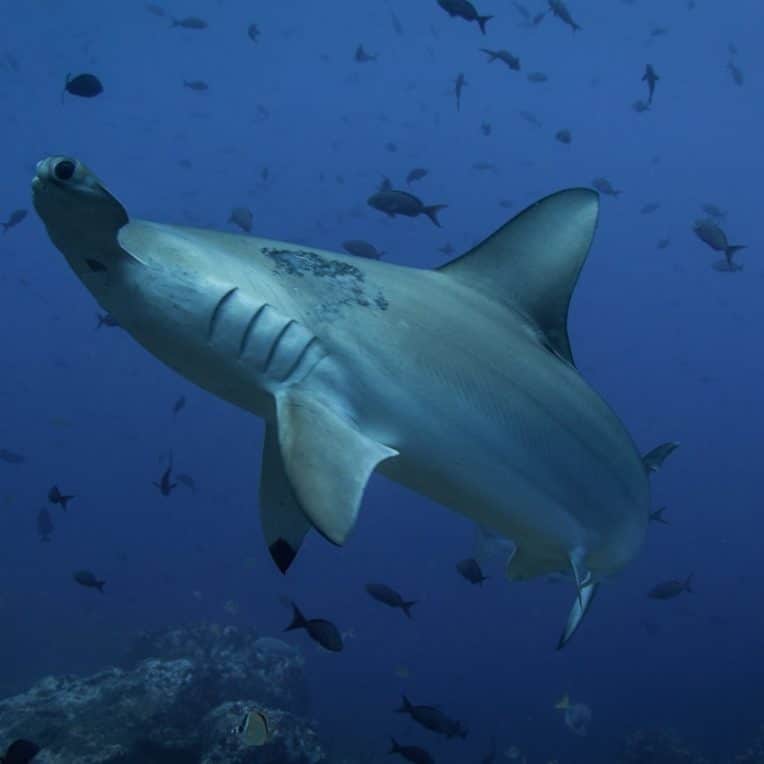 orientation requins champ magnétique