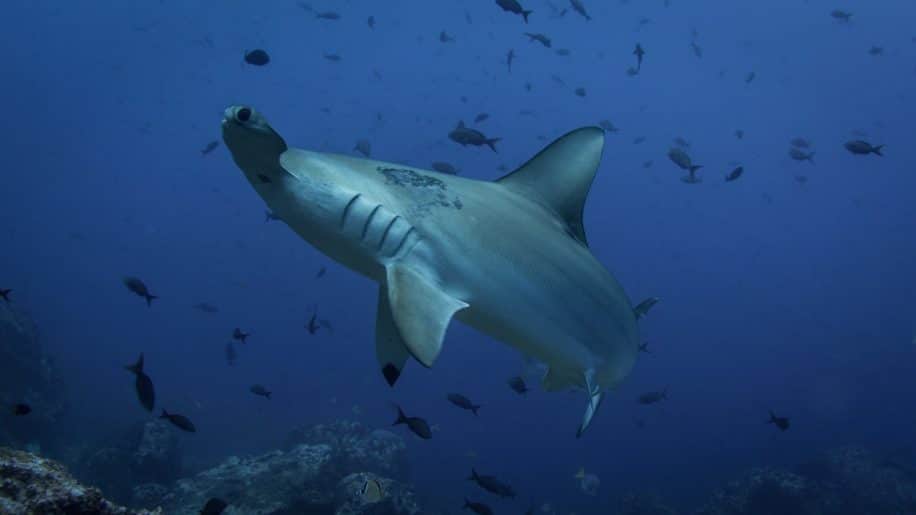 orientation requins champ magnétique