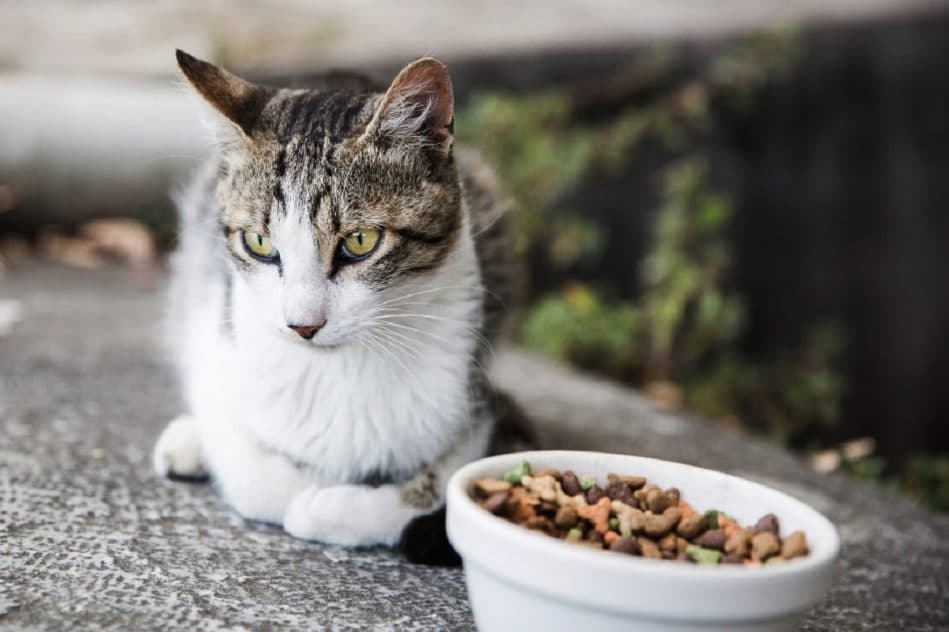 pourquoi chats sont difficiles avec nourriture