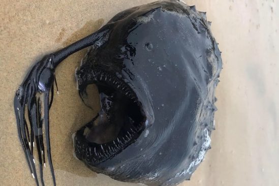 rare poisson abyssal decouvert echoue californie