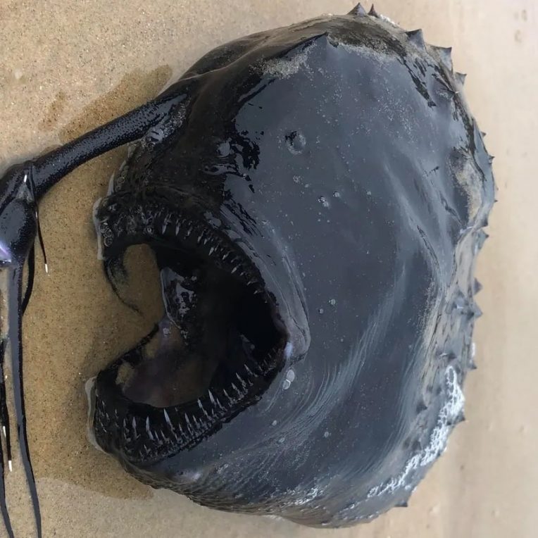 rare poisson abyssal decouvert echoue californie