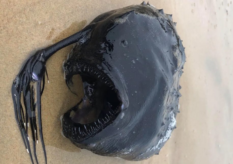 rare poisson abyssal decouvert echoue californie