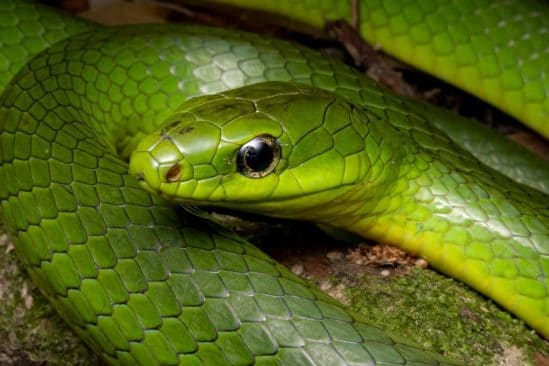 serpents peuvent ils entendre