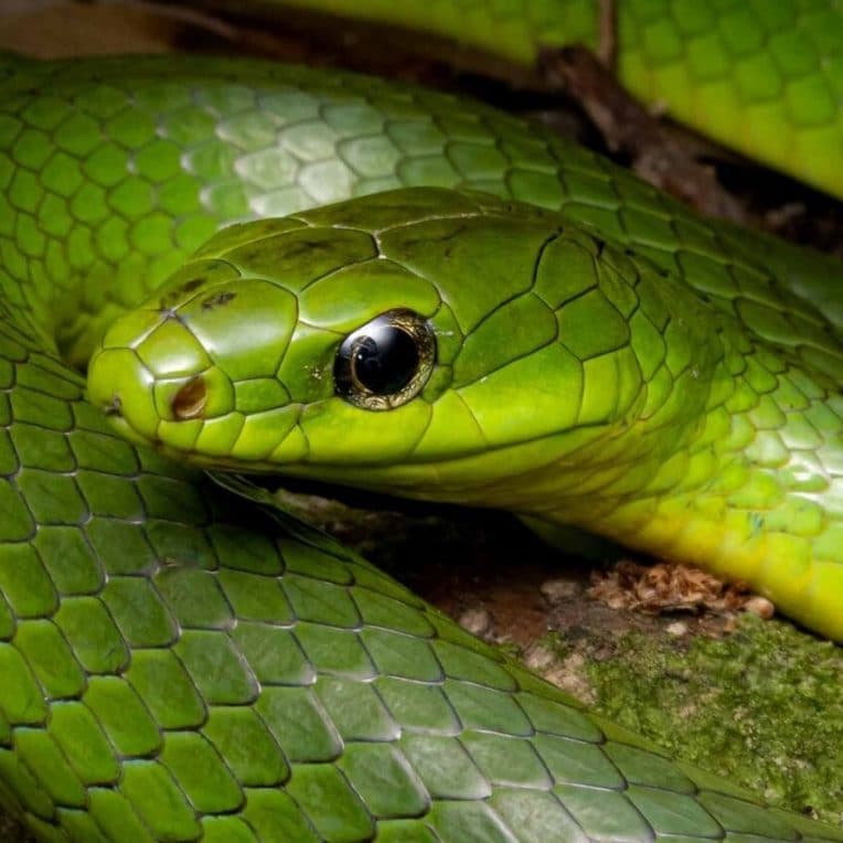 serpents peuvent ils entendre