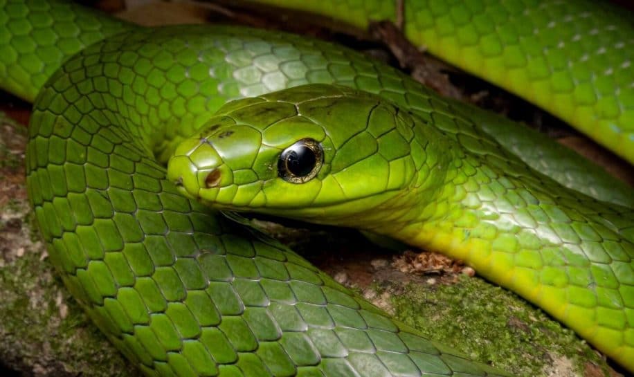 serpents peuvent ils entendre