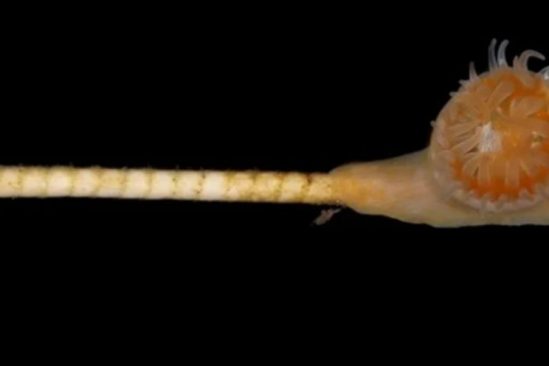 symbiose ancienne corail crinoide