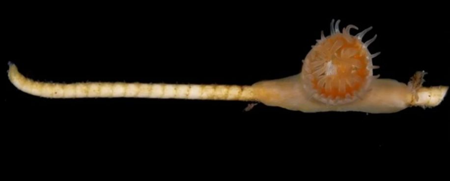 symbiose ancienne corail crinoide