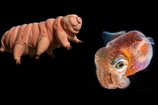tardigrades bebes calmars rejoindront bientot iss