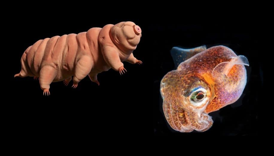tardigrades bebes calmars rejoindront bientot iss