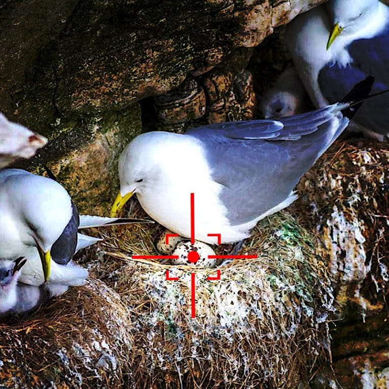 us navy developpe drones pour exterminer oeufs oiseaux pres aeroports