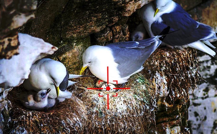 us navy developpe drones pour exterminer oeufs oiseaux pres aeroports