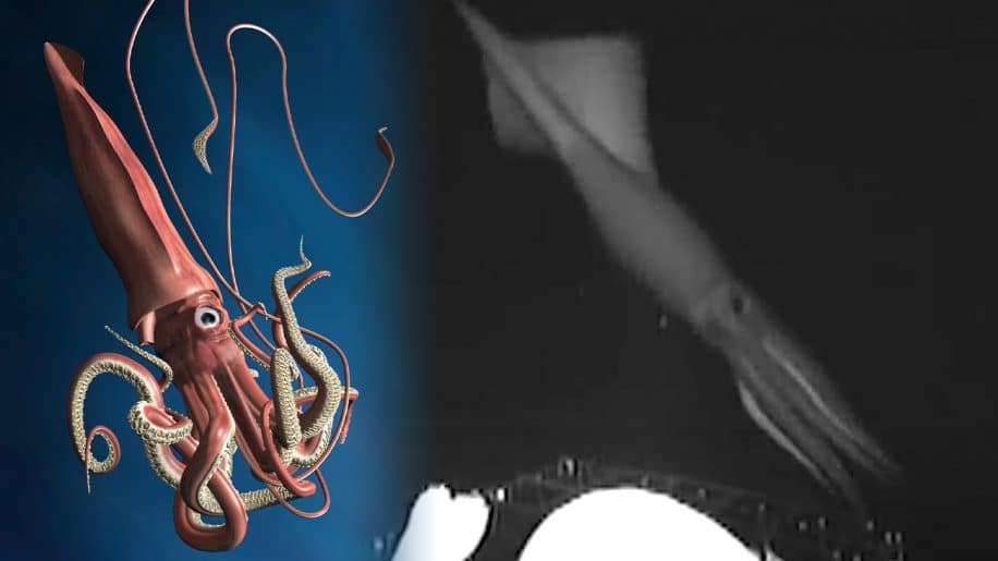 video rare calmar geant traque meduses eaux profondes