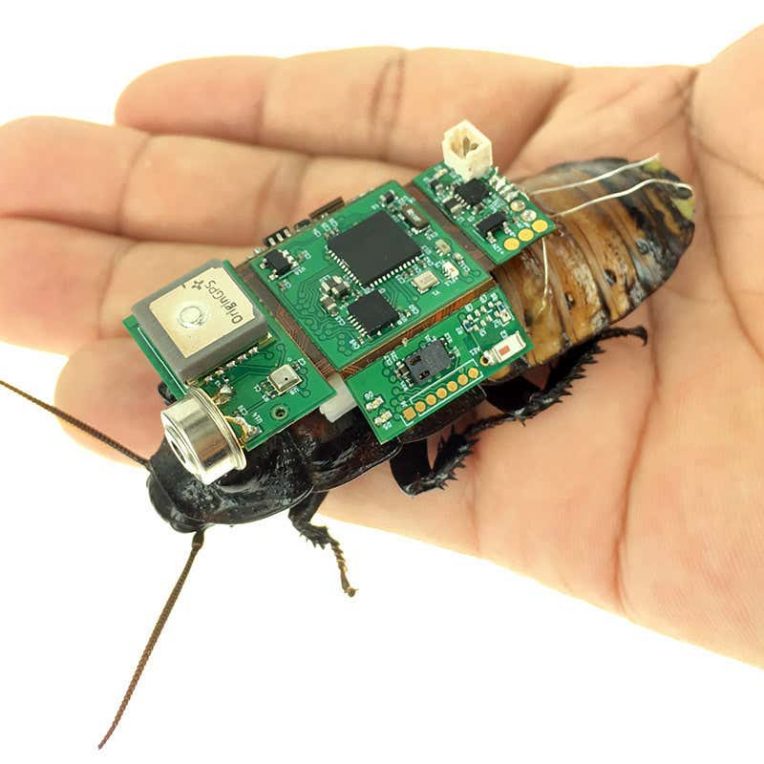 cafard cyborg camera peut etre dirige a distance