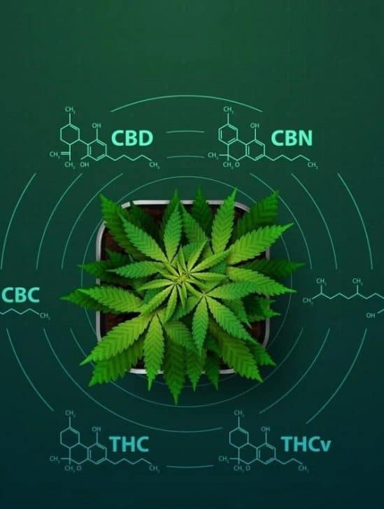 cannabinoides effets potentiels corps