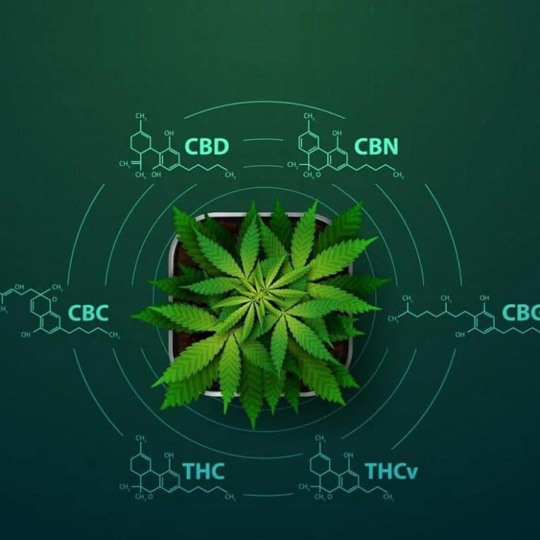 cannabinoides effets potentiels corps