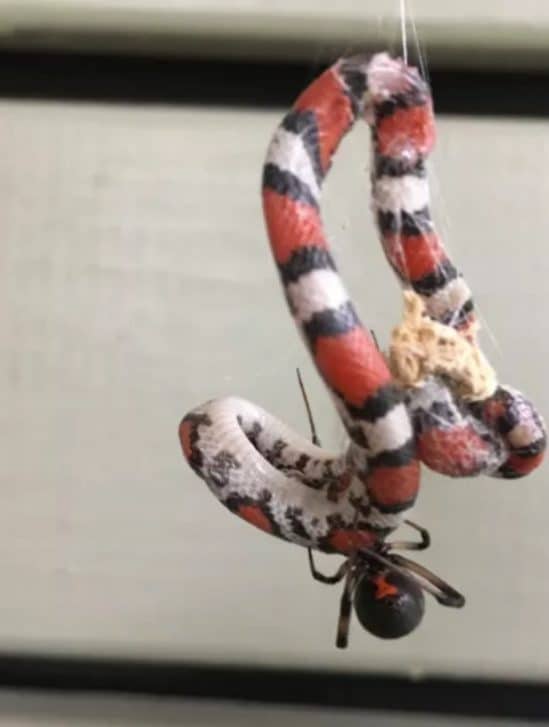 capture serpent veuve noire