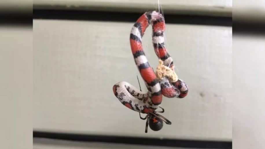 capture serpent veuve noire