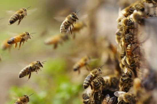 certaines abeilles produisent copies parfaites