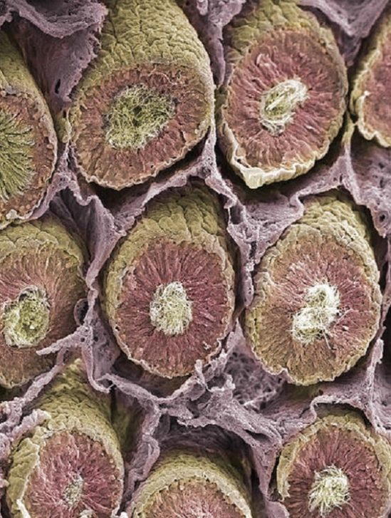cerveau testicules ont beaucoup commun